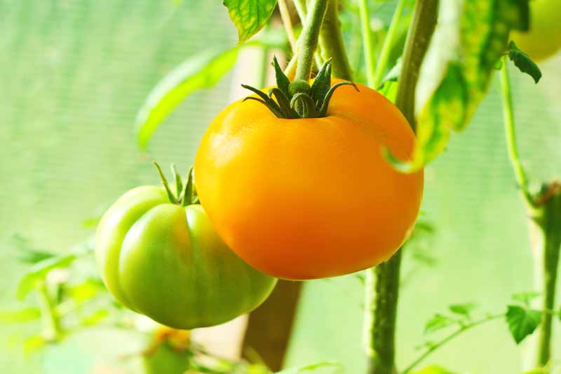 Secrets to Getting More Tomatoes from Kelloggs Breakfast Plant Fast
